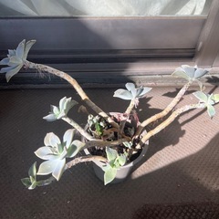 多肉植物　エケベリア②