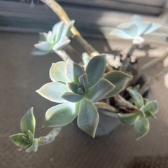 多肉植物　エケベリア②の画像