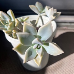取引中　多肉植物　エケベリア③の画像