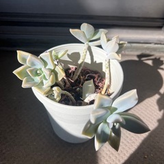 取引中　多肉植物　エケベリア③