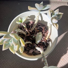 取引中　多肉植物　エケベリア③の画像