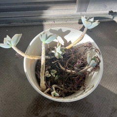 多肉植物　エケベリア　ルビーネックレス