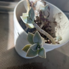 多肉植物　エケベリア　ルビーネックレスの画像