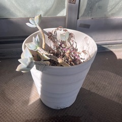 多肉植物　エケベリア　ルビーネックレスの画像