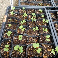 【※11月始め頃まで取引予定です。】 野菜の苗 (ﾊﾞｼﾞﾙ、白...