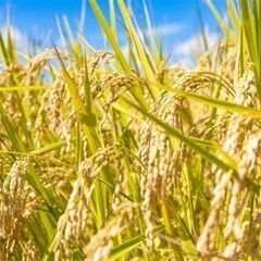 令和６年産・ポンコツ印のひとめぼれ！複数作付けなし　単一です！白...