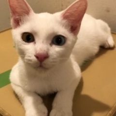 1歳5ヶ月のオス猫ちゃんをお譲りします。 - 中野区