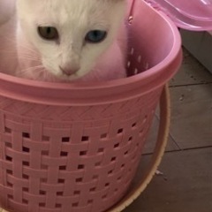 1歳5ヶ月のオス猫ちゃんをお譲りします。 - 猫