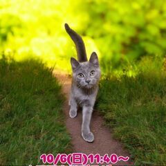 10/6(日)譲渡会。生後4ヵ月足長マンチカン♂ブルー(⋈◍＞◡...