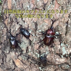 倉敷産　自然採取　カブトムシ　ペア1000円