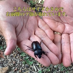 倉敷産　自然採取　カブトムシ　ペア1000円の画像