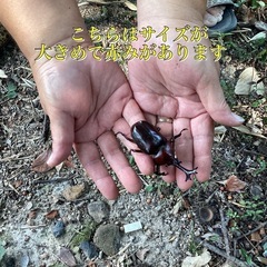 倉敷産　自然採取　カブトムシ　ペア1000円の画像