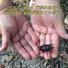 倉敷産　自然採取　カブトムシ　ペア1000円の画像