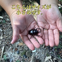 倉敷産　自然採取　カブトムシ　ペア1000円の画像
