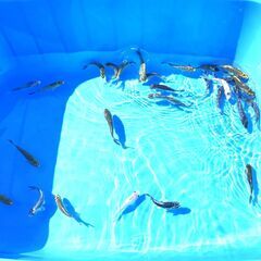 錦鯉販売しています！２０２４年生れ・自家産！変り鯉セレクト個体！お任せ１5本セット！将来有望です！水槽飼育サイズ！の画像