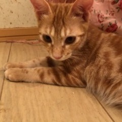1歳5ヶ月のメス猫ちゃんをお譲りします。