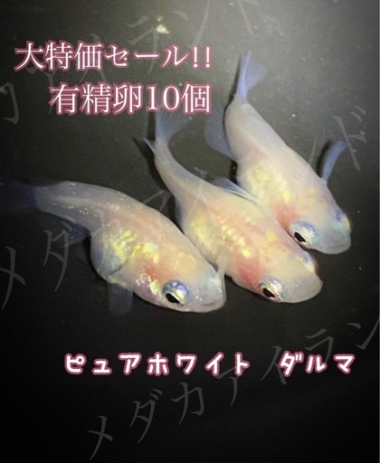 【配送】ピュアホワイト ダルマ 卵 10個＋α保証分 めだか メダカ キラキラ 最高級 ラメ ヒレ長 光 極美 レア 希少 ネプ ハイ ダルマ 3色