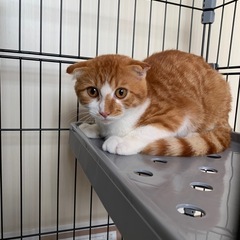 お隣の庭に来た子猫です