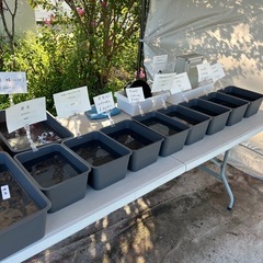 【メダカ無人販売】