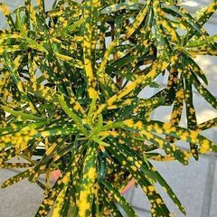 観葉植物　クロトン（リュウセイ）苗木2本の画像