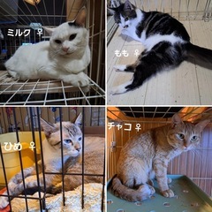⚠️里親様緊急募集⚠️