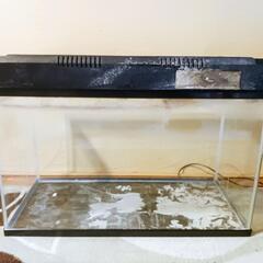 水槽 60×30×36cm 蛍光灯付きの画像