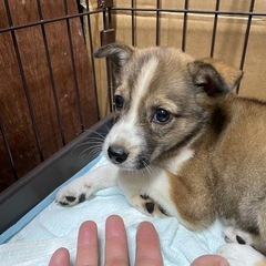マイモくん　オス　2ヶ月　譲渡は9月末頃より