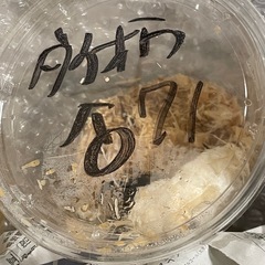 + 500円で37ミリメス付き(ワイルド)、　ダイオウヒラタクワガタ の画像