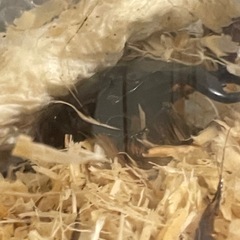 + 500円で37ミリメス付き(ワイルド)、　ダイオウヒラタクワガタ の画像