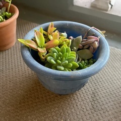 多肉植物　寄植え①の画像