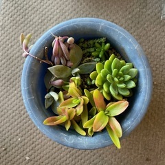 多肉植物　寄植え①