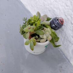 ミニ陶器寄植えの画像