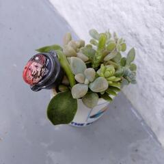 ミニ陶器寄植えの画像