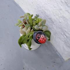 ミニ陶器寄植え