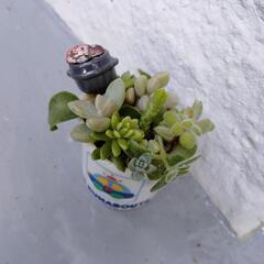 ミニ陶器寄植えの画像