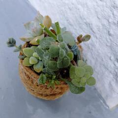 ミニ簡易再利用容器　カット寄植え