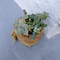 ミニ簡易再利用容器　カット寄植えの画像