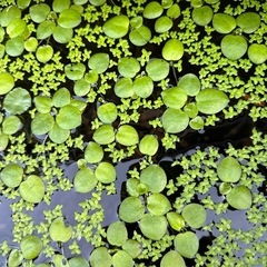 可愛い見た目の水草さん