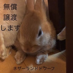 【無償譲渡】 ネザーランドドワーフ、里親さん募集！