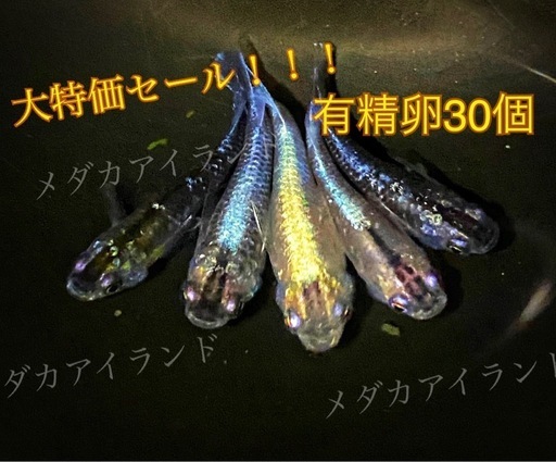 【直接取引】ミッドナイトフリル ダルマ 卵 30個＋α保証分 めだか メダカ キラキラ 最高級 ラメ ヒレ 光 美 レア 希少 有精卵 体外光 黒 赤 青