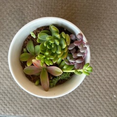 多肉植物 寄植え②の画像