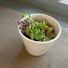 多肉植物 寄植え②