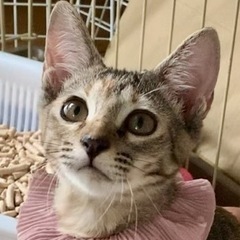 【里親さん決定】麦わら猫❤️ムギちゃん