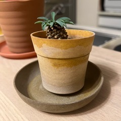 観葉植物　ソテツ