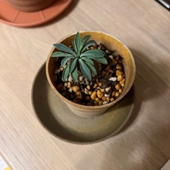 観葉植物　ソテツの画像