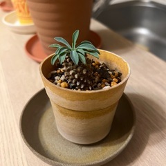 観葉植物　ソテツの画像