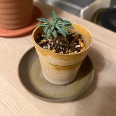 観葉植物　ソテツの画像