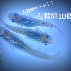 【直接取引】深海 卵 10＋α保証分 濃紺 ラメ 幹之系 メダカ...
