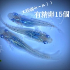 【直接取引】深海 卵 10＋α保証分 濃紺 ラメ 幹之系 メダカ...
