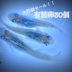 【直接取引】深海 卵 30＋α保証分 濃紺 ラメ 幹之系 メダカ...